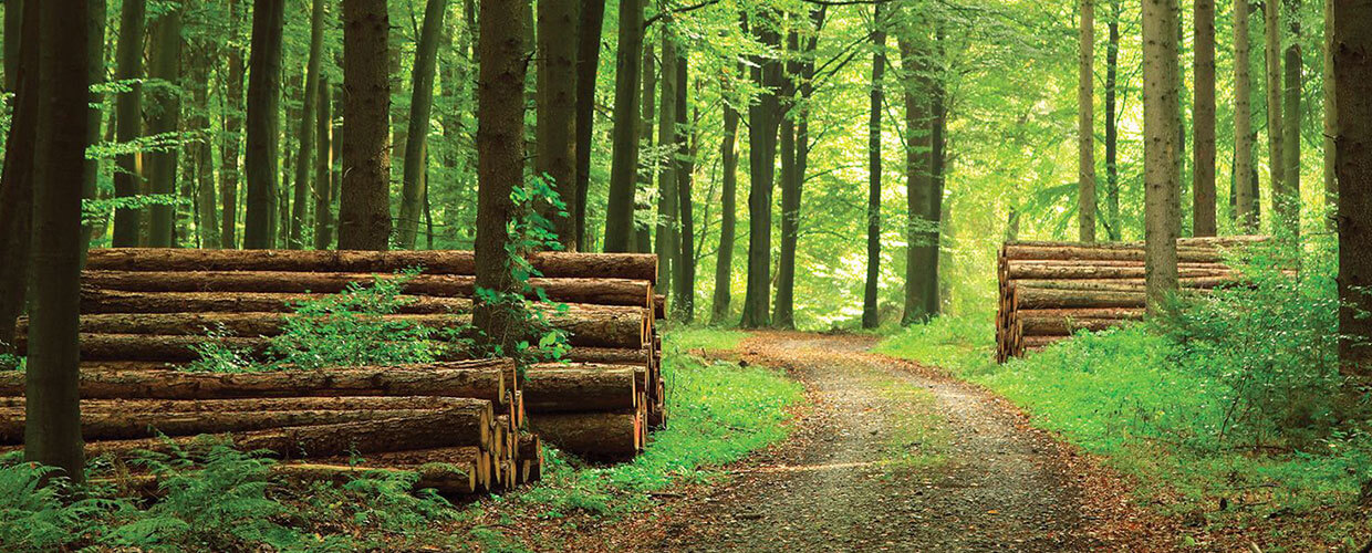 forest with lumber stacked alond dirt road